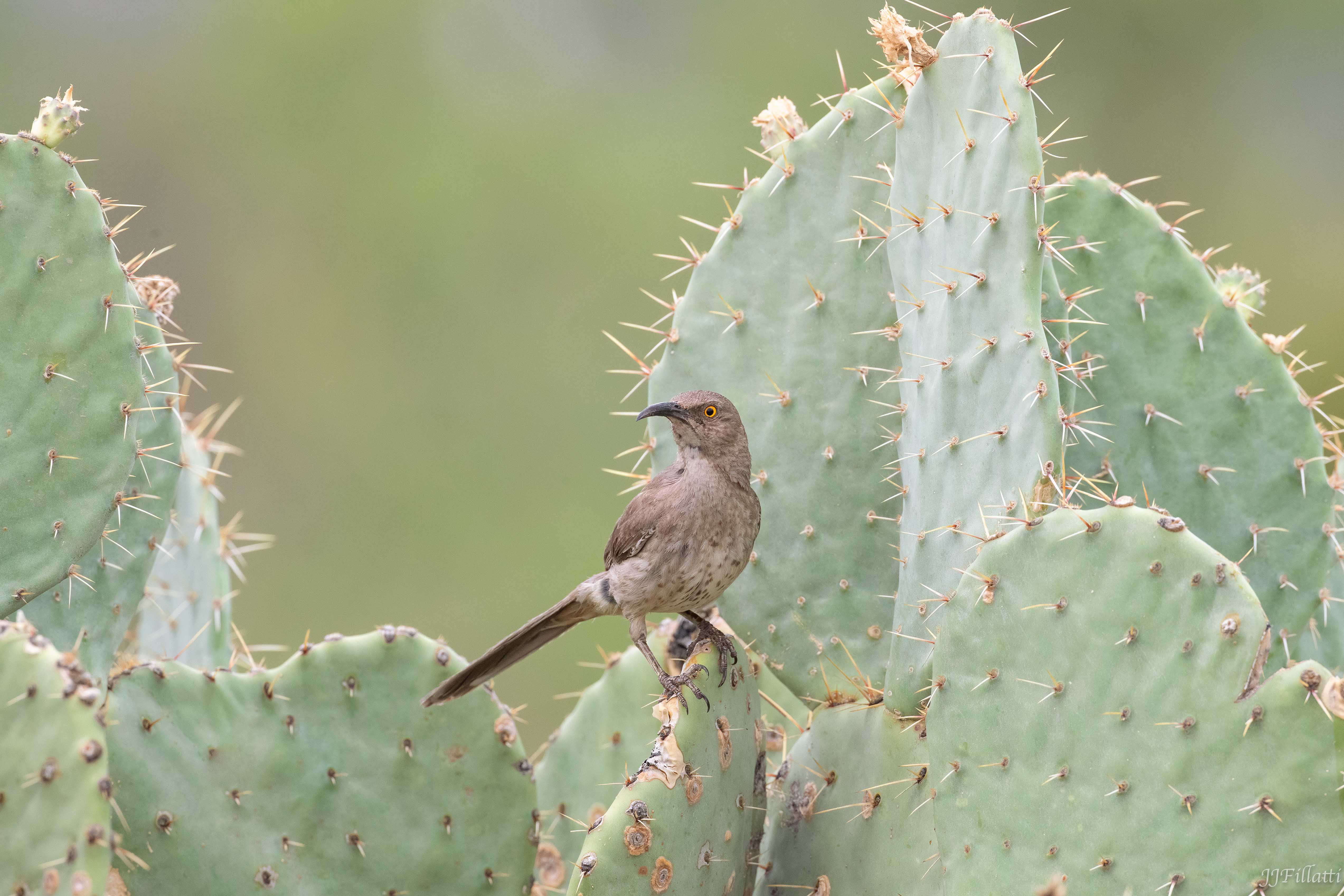 bird of arizona image 25